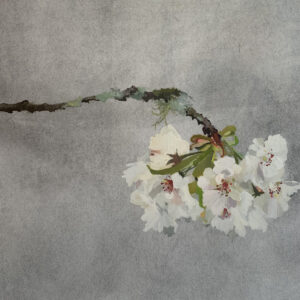 Haiku cherry blossom II